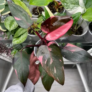 Pink Philodendron Plant Live, Rare Variegated Houseplant, 4-8 Inches