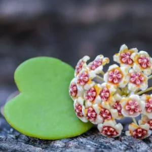 Hoya Kerri Plant - Heart Shaped Live Indoor Houseplant - 4-8 Inches