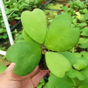 Hoya Kerri Plant - Heart Shaped Live Indoor Houseplant - 4-8 Inches