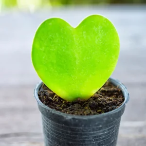 Hoya Kerri Plant - Heart Shaped Live Indoor Houseplant - 4-8 Inches