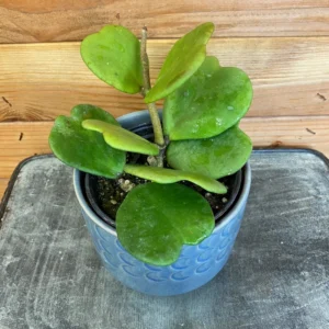 Hoya Kerri Plant - Heart Shaped Live Indoor Houseplant - 4-8 Inches
