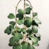 Hoya Kerrii Heart Plant - Live Green Houseplant - 4-7 Inch Indoor Plant