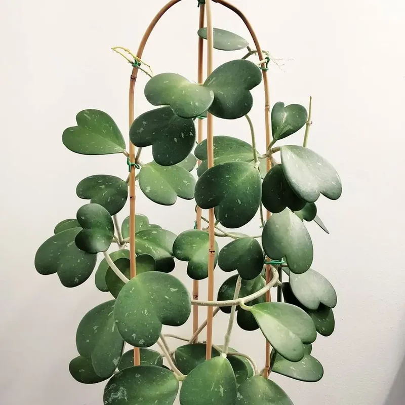 Hoya Kerrii Heart Plant - Live Green Houseplant - 4-7 Inch Indoor Plant