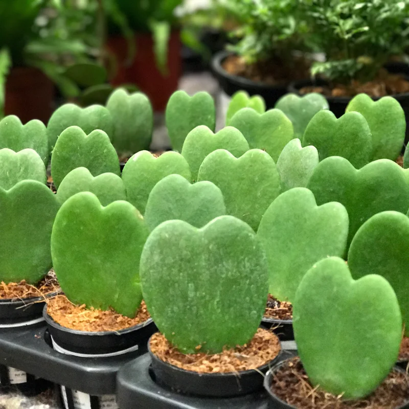 Hoya Kerrii Heart Plant - Live Green Houseplant - 4-7 Inch Indoor Plant