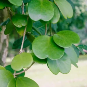 Hoya Kerrii Heart Plant - Live Green Houseplant - 4-7 Inch Indoor Plant