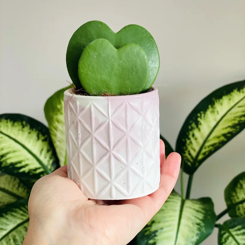 Hoya Kerrii Heart Plant - Live Green Houseplant - 4-7 Inch Indoor Plant