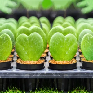 Hoya Kerrii Heart Plant - Live Green Houseplant - 4-7 Inch Indoor Plant