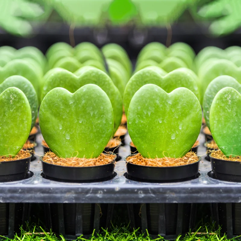 Hoya Kerrii Heart Plant - Live Green Houseplant - 4-7 Inch Indoor Plant