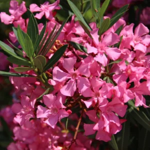 Oleander Live Plant - Flower Shrub - Outdoor Growing 4-8 Inches