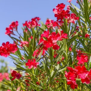 Oleander Live Plant - Flower Shrub - Outdoor Growing 4-8 Inches
