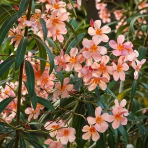 Oleander Live Plant - Flower Shrub - Outdoor Growing 4-8 Inches