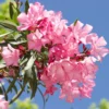 Oleander Plants Live Set - 2 Flowering Bush Shrubs - 5-7 Inch Outdoor Plants