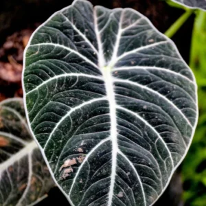 Black Velvet Alocasia Plant Live Rare Tropical Indoor Houseplant 4-7 Inches