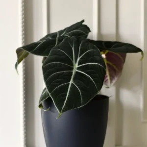 Black Velvet Alocasia Plant Live Rare Tropical Indoor Houseplant 4-7 Inches