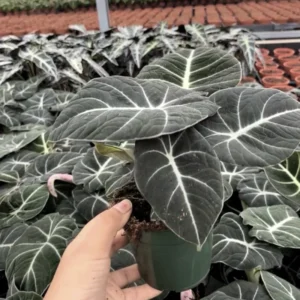 Black Velvet Alocasia Plant Live Rare Tropical Indoor Houseplant 4-7 Inches