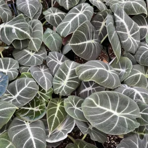 Black Velvet Alocasia Plant Live Rare Tropical Indoor Houseplant 4-7 Inches