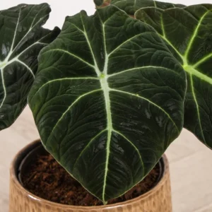Black Alocasia Live Plant, Black Velvet, 4-8 Inch, Rare Tropical Houseplant