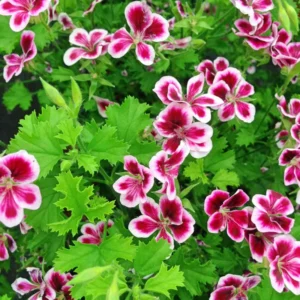 Citronella Geranium Plants - 2 Live Plants - Indoor/Outdoor - 4-8 Inches