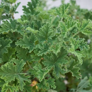 Citronella Geranium Plants - 2 Live Plants - Indoor/Outdoor - 4-8 Inches