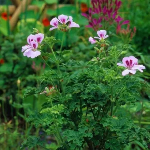 Citronella Geranium Plants - 2 Live Plants - Indoor/Outdoor - 4-8 Inches