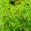 Citronella Geranium Plants - 2 Live Plants - Indoor/Outdoor - 4-8 Inches