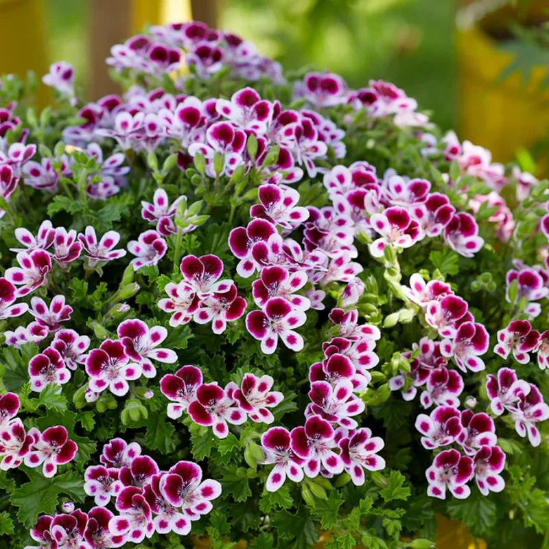 Citronella Plants 3 Live Geranium Plants Rooted 4-9 Inch Tall