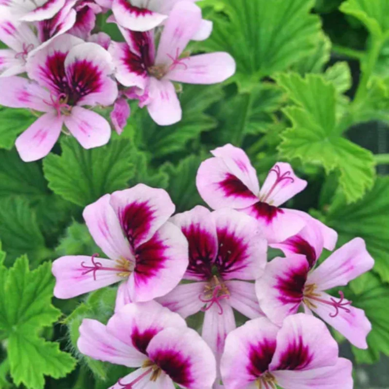 Citronella Plants 3 Live Geranium Plants Rooted 4-9 Inch Tall