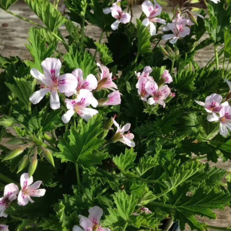 Citronella Plants 3 Live Geranium Plants Rooted 4-9 Inch Tall