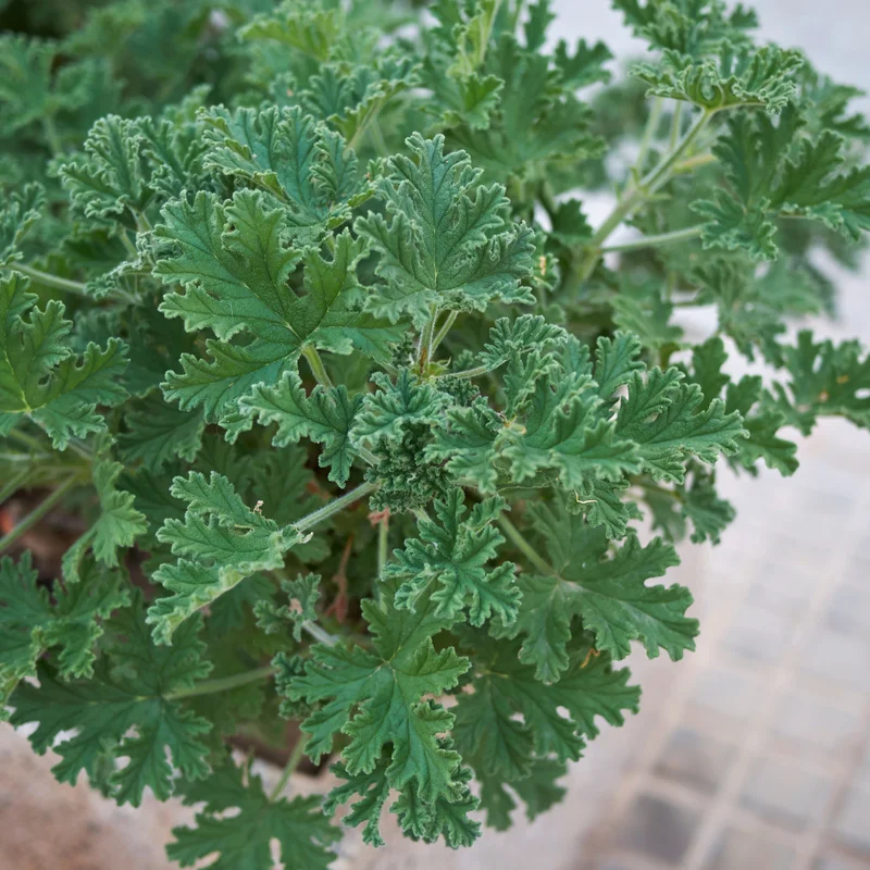 Citronella Plants 3 Live Geranium Plants Rooted 4-9 Inch Tall