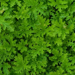 Citronella Plants 3 Live Geranium Plants Rooted 4-9 Inch Tall