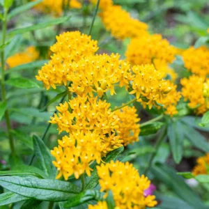 Butterfly Milkweed Live Plants - Asclepias Tuberosa, 4-8 Inches, Pack of 2