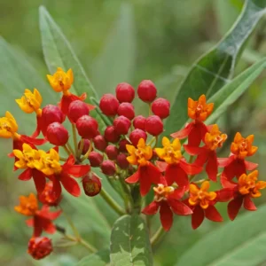 Butterfly Milkweed Live Plants - Asclepias Tuberosa, 4-8 Inches, Pack of 2