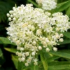 Butterfly Milkweed Live Plants - Asclepias Tuberosa, 4-8 Inches, Pack of 2