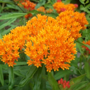Butterfly Milkweed Live Plants - Asclepias Tuberosa, 4-8 Inches, Pack of 2
