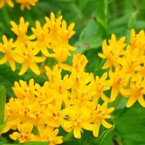 Milkweed Plants Live - 4 Tropical Milkweed Plants - Well Rooted Outdoor Growing