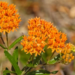 Milkweed Plants Live - 4 Tropical Milkweed Plants - Well Rooted Outdoor Growing