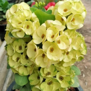 Crown of Thorns Plant - Euphorbia Perennial Succulent - 4-7 Inches - Indoor/Outdoor