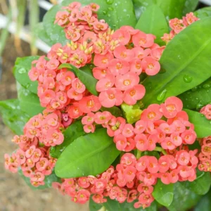 Crown of Thorns Plant - Euphorbia Perennial Succulent - 4-7 Inches - Indoor/Outdoor