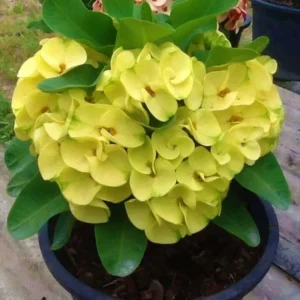 Euphorbia Milii Crown of Thorns Plant Live Plant 5-8 Inch Flowering Houseplant