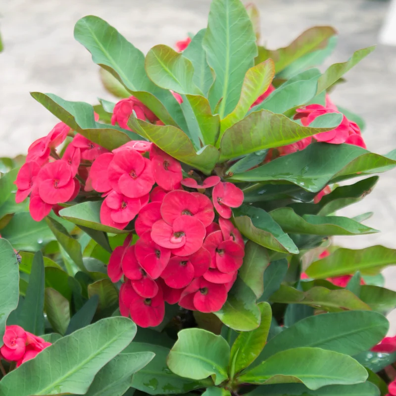 Euphorbia Milii Crown of Thorns Plant Live Plant 5-8 Inch Flowering Houseplant