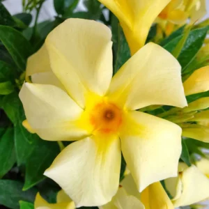 Dipladenia Live Plant Tropical Flowering Vine Trailing Plant 4-9 Inch