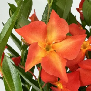 Dipladenia Live Plant Tropical Flowering Vine Trailing Plant 4-9 Inch