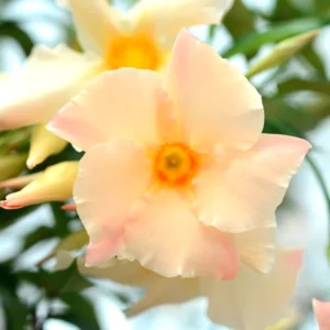 Dipladenia Live Plant Tropical Flowering Vine Trailing Plant 4-9 Inch