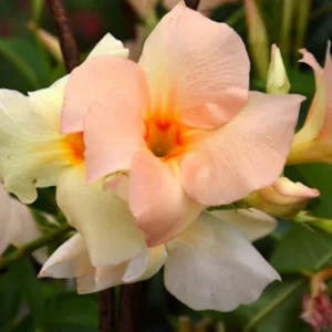 Dipladenia Bushes Flower Plants - 2 Pack Pink Outdoor Growing 4-8 Inches