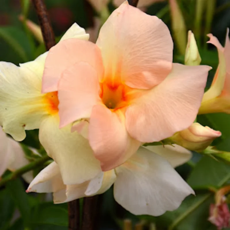 Dipladenia Bushes Flower Plants - 2 Pack Pink Outdoor Growing 4-8 Inches