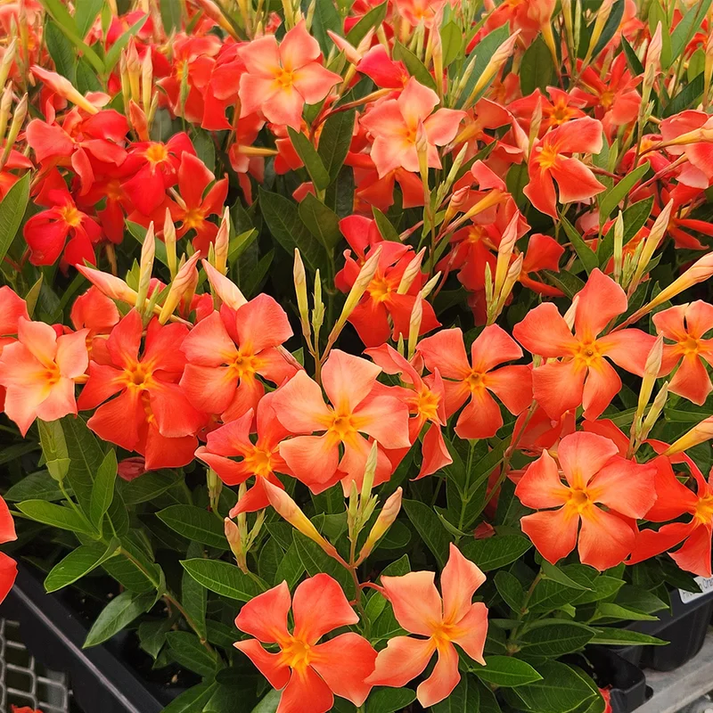 Dipladenia Bushes Flower Plants - 2 Pack Pink Outdoor Growing 4-8 Inches