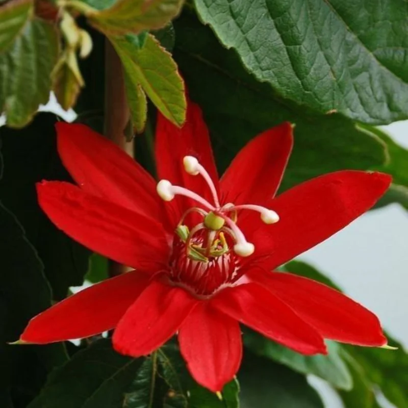 Passion Flower Plant Live - Passiflora Vine - 4-8 Inch Trailing Flowers