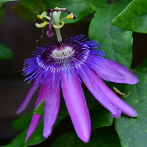 Passion Flower Plant Live - Passiflora Vine - 4-8 Inch Trailing Flowers