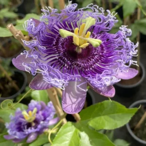 Passion Flower Plant Live - Passiflora Vine - 4-8 Inch Trailing Flowers