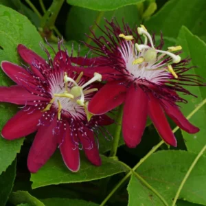 Passion Flower Plants 2-Pack - Passiflora Vine, 4-7 Inch Tall, Indoor/Outdoor
